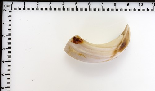 Bellissimi denti cinghiale - bellissimi,