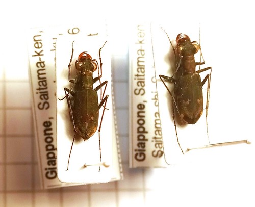 Carabidae cicindelinae - carabidae,