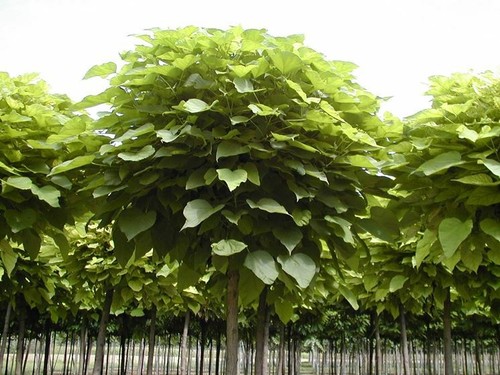 Pianta catalpa - di,