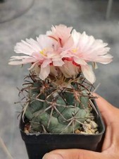 Rara pianta succulenta Coryphantha poselgeriana decorazione radice propria boutique