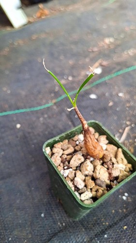 Ammocharis nerinoides