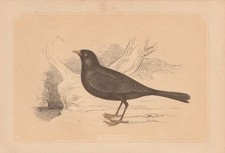 Merlo (Turdus Merula)