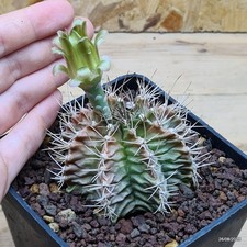 Gymnocalycium mihanovichii