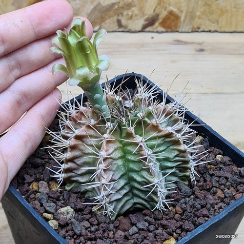 Gymnocalycium mihanovichii