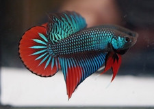 Green Imbellis Red Tail