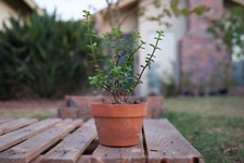 terra cotta jade bonsai