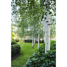 Betulla bianca alba "Betula