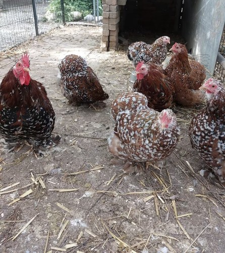 Uova feconde cocincina - di,