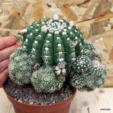 Notocactus uebelmannianus Vaso