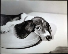 Foto vintage Animali Un cane beagle Ft 336 - Stampa 27x37 cm