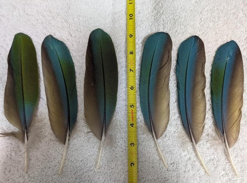 Piume ala colore - piume, d'ala