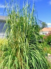 50 SEMI DI ERBA CORVOSA - Saccharum ravennae.