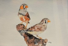 Dipinto ad acquerello originale firmato - uccellino - Bengalini