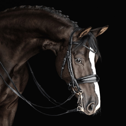 Dressage doppia briglia