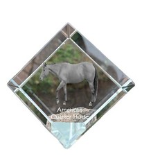 Americani Quarter Horse - Cubi