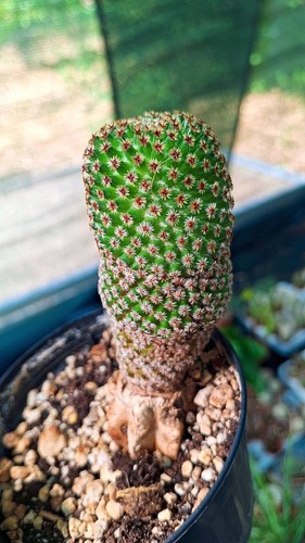 Mammillaria crucigera