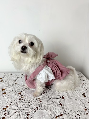 Vestito per cani signorina - cani, da