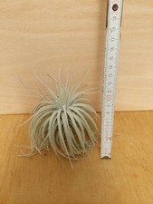 Tillandsia tectorum forma - tectorum,,