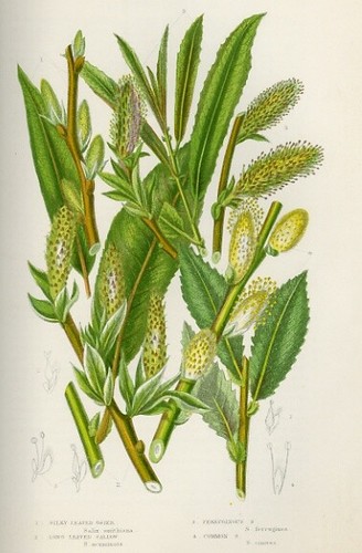 Stampa botanica antica 1899 - botanica,