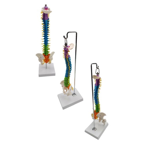 Modello colonna vertebrale - colonna,