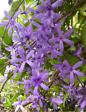 Petrea volubilis preciosa