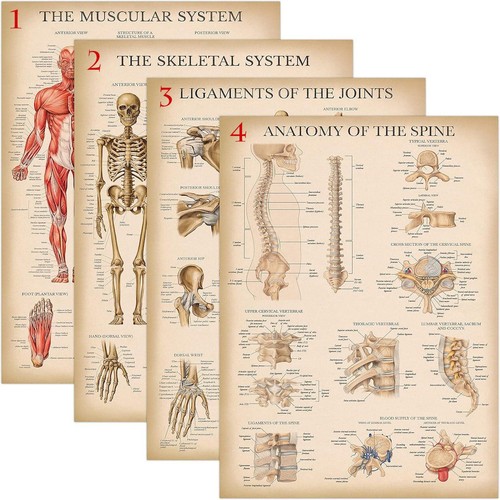 Poster anatomico vintage - ,
