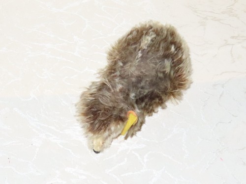 Steiff animale riccio - steiff, 5cm
