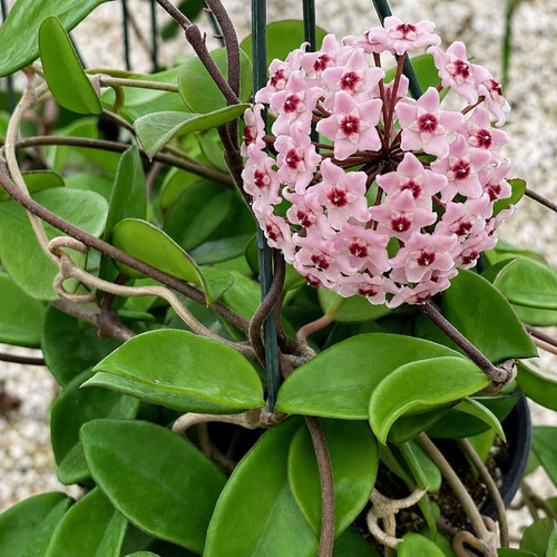 Hoya carnosa pianta cera - carnosa, di