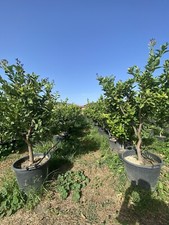 Piante di limone (Citrus limon