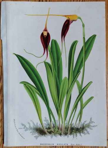Van houtte stampa originale - van,
