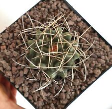 Thelocactus rinconensis ssp. freudenbergeri G9 (Mexico)