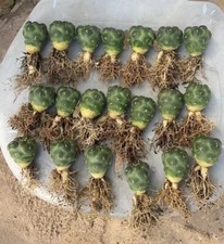 3/5/10 pezzi 4 cm Coryphantha elephantidens inermide autoradicata
