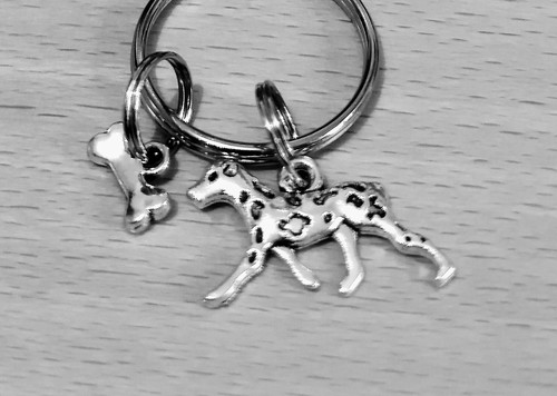 Cute little dalmatian - little, dog