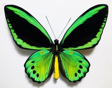AMAZING BLUEISH ORNITHOPTERA PRIAMUS PRIAMUS. VERY BIG. “CERAM”. VERY RARE !!!