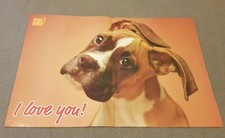 Rare Boxer dog/Holly Marie