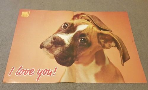 Rare boxer dog holly - rare,