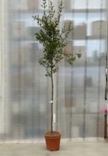 Melograno da frutto "Punica