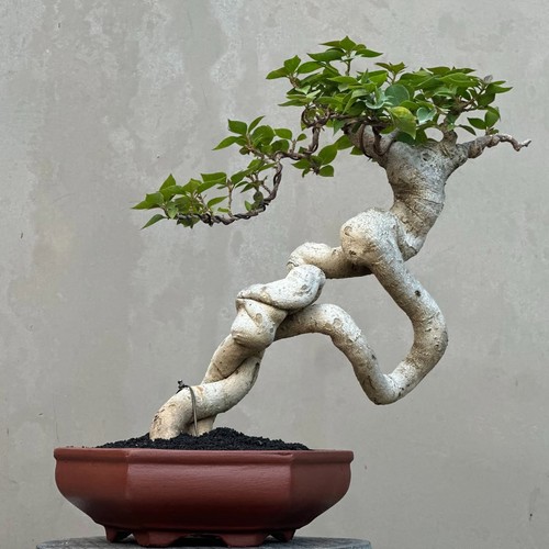 Bonsai bougenville albero - bonsai,