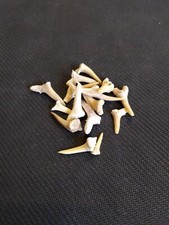 2 DENTI DI SQUALO fossile megalodonte carnivoro estinto fossile minerale