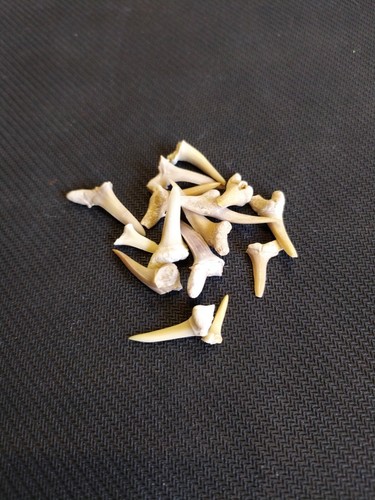 Denti squalo fossile - di,