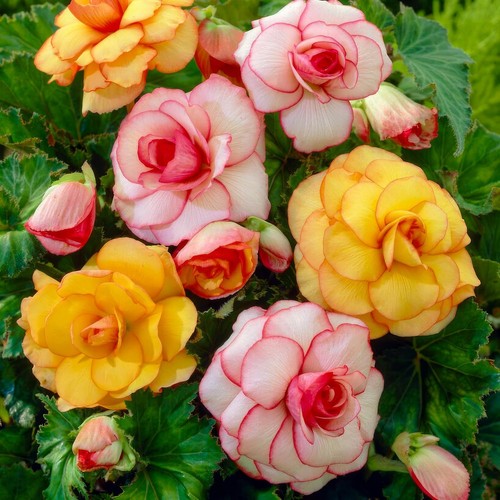 Bulbi begonia collezione - di,