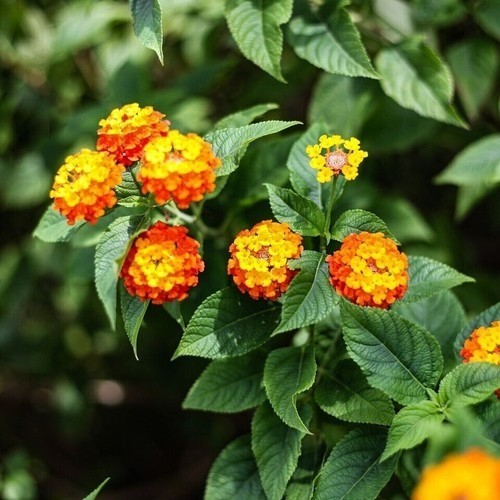 Foglie lantana secche - secche, erbe