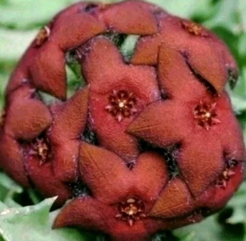 Orbea melanantha pot on - cm,
