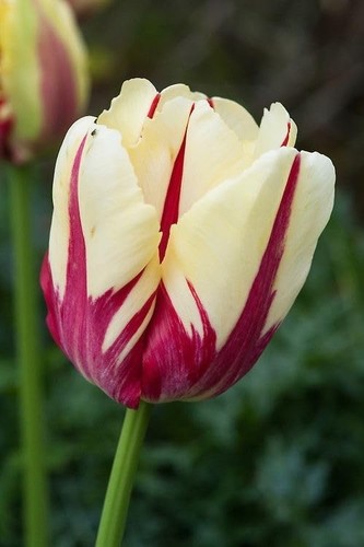 Tulipano importato olanda - tulipano,