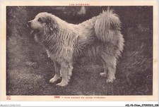 AILP6-0565 - Cane - Tipo