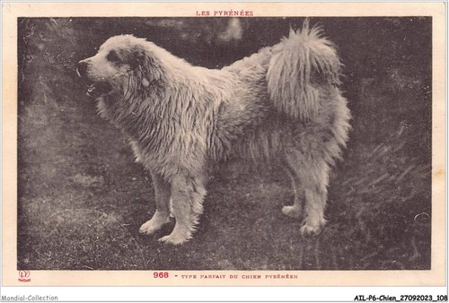 Ailp6 0565 cane tipo - ailp6-0565,
