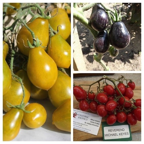 Assortimento pomodori chiavi - pomodori,
