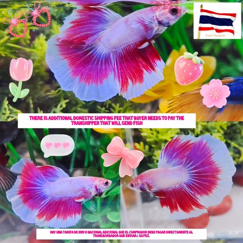 Farfalla rosa mezzaluna