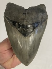 Dente squalo megalodonte - dente, di
