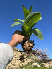 Pianta scilla marittima,Totale